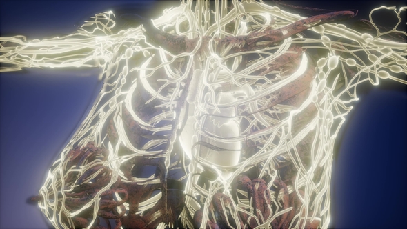 Human Body with Glow Blood Vessels alt