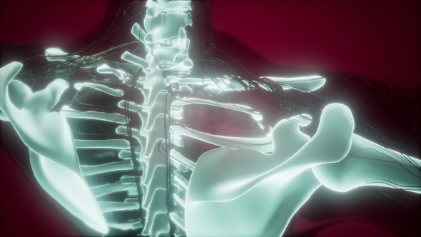 Human Body with Visible Skeletal Bones alt