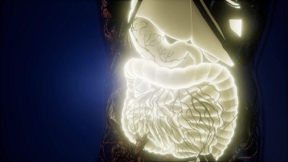 Human Body with Visible Digestive System alt