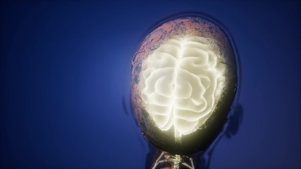 Anatomy of Human Brain alt