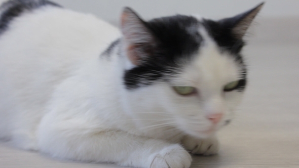 The White Domestic Cat Looks Over with His Hind Legs and Looks Into the Camera