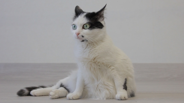 White Cat with Black Spots