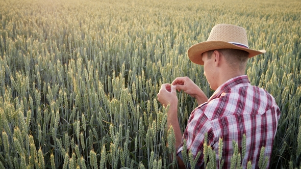 A Male Farmer Is Working in a Field of Still Green Wheat