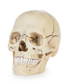 Human skull isolated on white background with clipping path. - PhotoDune Item for Sale