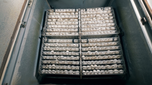Lots of Eggs in Cages. Packed in Rows
