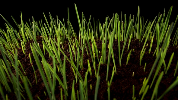 Growing Green Grass Plant