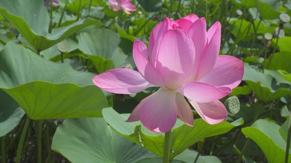 Lotus Flower with Pink Petals ,