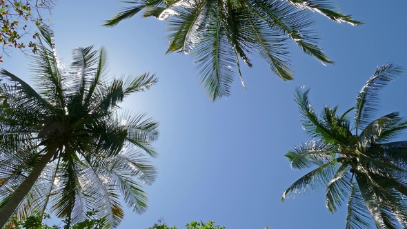Sun Shining Through Coconut Palm Leaves