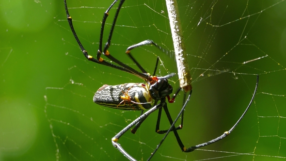 Large Nephila Spider with Her Cub on the Web,