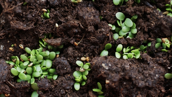 Fresh Seedlings Sprouted Throughout Earth