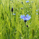 Single Cornflower - VideoHive Item for Sale