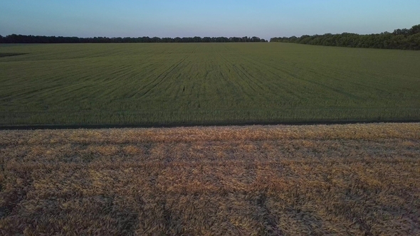 Aerial Shot a Wheat Field