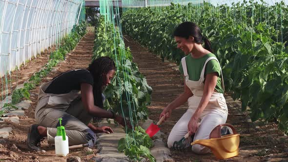 Young women working in their start up business.