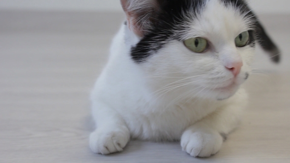 The White Domestic Cat Looks Over with His Hind Legs and Looks Into the Camera