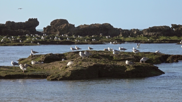 Lot of Seagulls on Coastal Rocks, Atlantic Coast