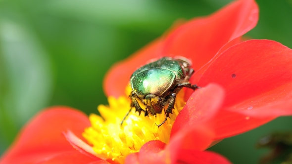 Cetonia Aurata on the Red Dahlia Flower