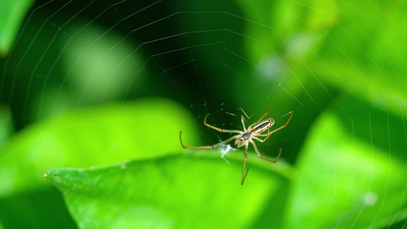 Spider Weaves a Web