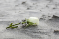 Close up shot of wedding rings on rose stem on a beach. - PhotoDune Item for Sale