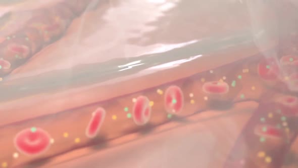 Transport of Oxygen and Carbon Dioxide in the Blood alt
