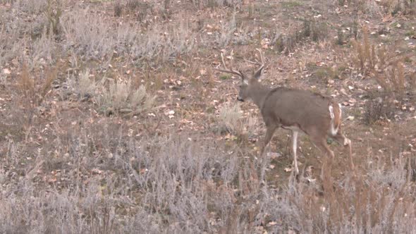 whitetail does and bucks in South Dakota