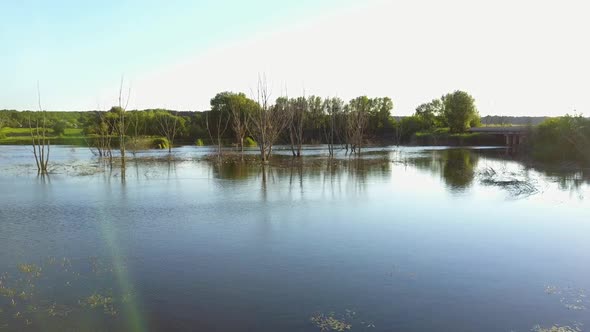 Perennial Trees Died in the Water