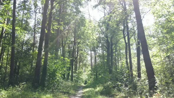 Green Forest with Trees By Day