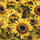 SunFlower Explosion Transition - VideoHive Item for Sale