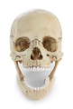 Human skull isolated on white background with clipping path. - PhotoDune Item for Sale
