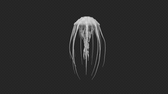 Cnidaria Idle1 Pack 3 In 1