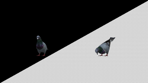 Pigeon Eat Front Side alt