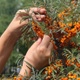 Harvest buckthorn with your hands - VideoHive Item for Sale