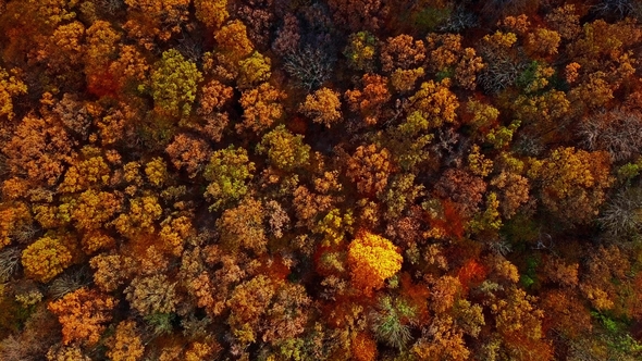 Flight Over Autumn Forest