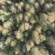 Flying Over the Siberian Taiga in the Natural Reserve Stolby - VideoHive Item for Sale