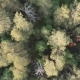 Flying Over the Siberian Taiga in the Natural Reserve  - VideoHive Item for Sale
