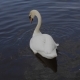 White Swan with Red Beak Swimming in Lake - VideoHive Item for Sale