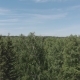 Flying Over the Siberian Taiga in the Natural Reserve Stolby - VideoHive Item for Sale