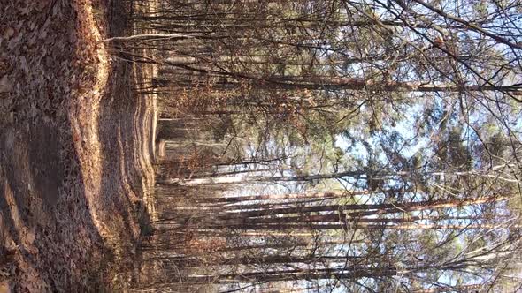 Vertical Video of an Autumn Forest During the Day in Ukraine