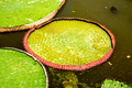 Lotus, water lilies, Victoria Amazonia  - PhotoDune Item for Sale