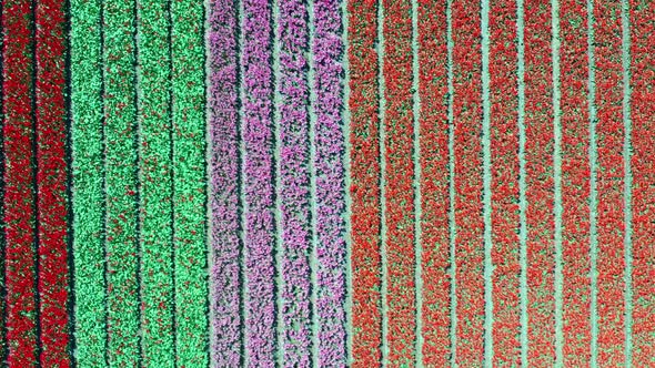 Aerial View of Tulip Bulb-fields in Springtime, Holland, the Netherlands