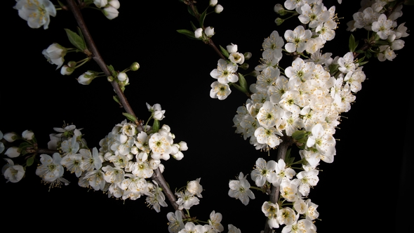 Flowering White Flowers