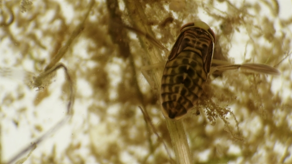 Water Bug Notonecta Glauca Under a Microscope