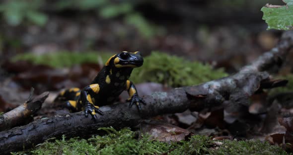 Salamander In Nature