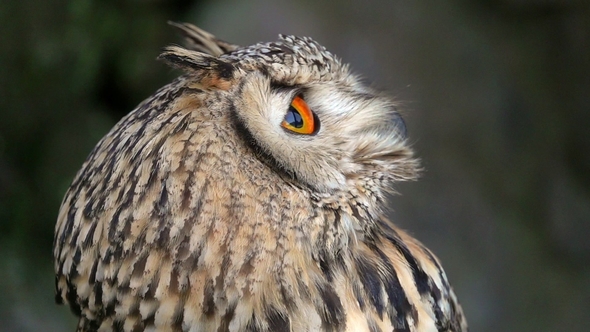 Portrait of Eurasian Eagle-owl (Bubo Bubo)