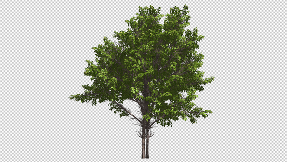 Young Tree 