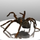 Tarantula spider - 3DOcean Item for Sale