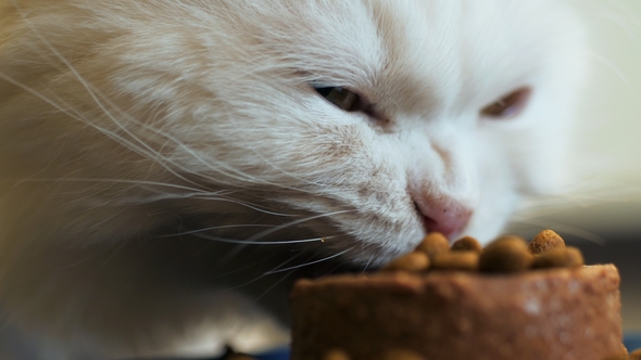 White Furry Cat Eats with Pleasure Dry and Canned Food. Scottish Highland Straight