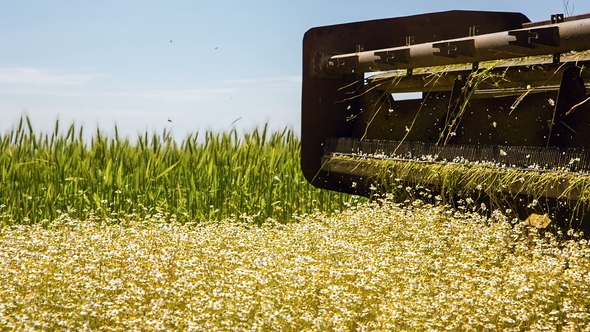 The Combine Collects Chamomile on a Sunny Day