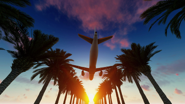 Palm Trees and Airplane