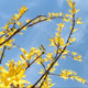 Forsythia - VideoHive Item for Sale
