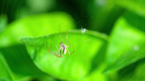 Spider Weaves a Web